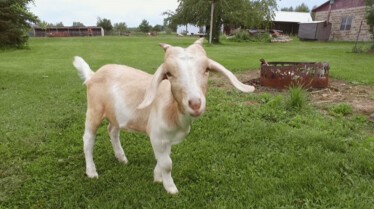 L'incroyable Dr Pol (4).JPG