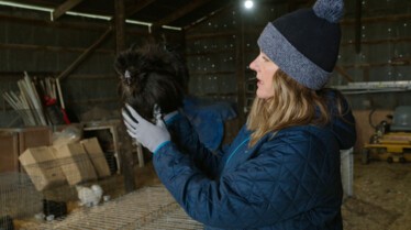 Volailles en pagaille (2).jpg