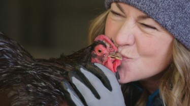 Volailles en pagaille (4).jpg