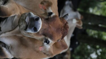 TheHatcherFamilyDairy_Udderly Challenging(4).jpg