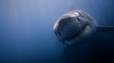 CountingJaws(2).jpg