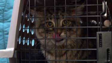 L'incroyable Dr Pol - Comme chien et chat (3).JPG