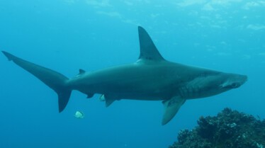 Shark Side Of The Moon (3).jpg