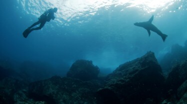 Shark Side Of The Moon (4).jpg