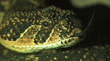 Snakes In The City - Les justiciers masqués (2).jpg