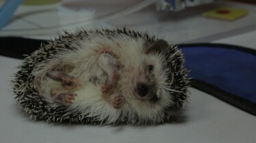 La clinique des animaux exotiques - Hérisson en chirurgie (1).jpg