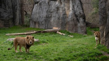 Une saison au zoo (1).jpg