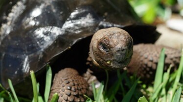 La clinique des animaux exotiques_Un cacatoès collant (1).jpg