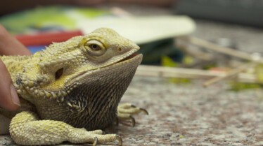 La clinique des animaux exotiques_Un cacatoès collant (2).jpg