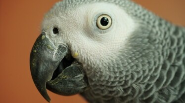 La clinique des animaux exotiques_Un cacatoès collant (3).jpg