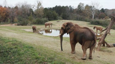 Une Saison au Zoo Episode.JPG