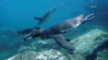 Destination Wild _ Les secrets de l'Équateur - Les îles Galápagos (2).jpg