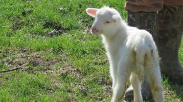L'incroyable Dr Pol _ Une drôle de semaine.jpg