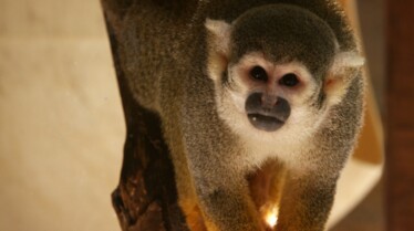 Une saison au zoo saison.jpg