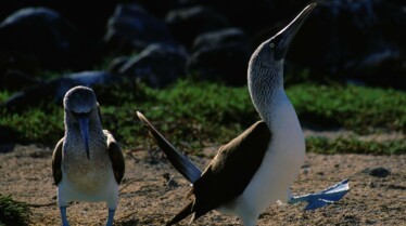 Destination Wild _ Les secrets de l'Équateur - Les îles Galápagos (1).jpg