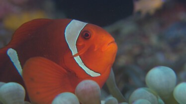 Destination Wild  Les secrets de l'Équateur - Royaume de corail(2).jpg
