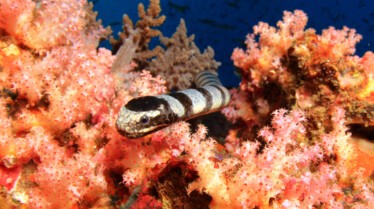 Les zarbis de l'océan  Amour en mer (3).jpg