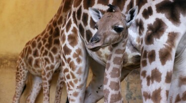 Une saison au zoo saison.jpg