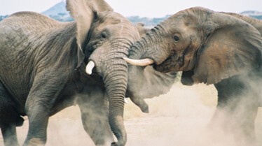 Animal Fight Club  La savane (1).JPG