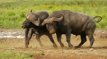 Animal Fight Club  La savane (2).JPG