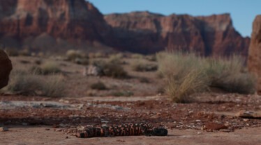 Au cœur des grands parcs américains Grand Canyon (1).jpg