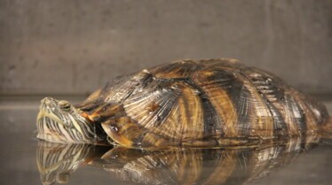 Dr T, vétérinaire du Texas  La famille tortue (1).jpg