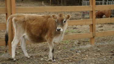 DrOakleyYukonVet_Cache-vache (1).jpg