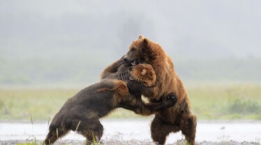 Animal Fight Club  Grizzlys et  guanacos (1).jpg