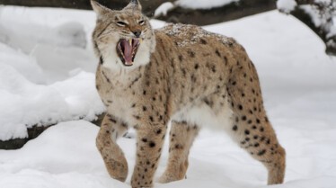 Animal Fight Club  Grizzlys et  guanacos (2).jpg
