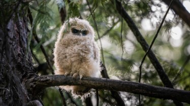 Au cœur des grands parcs américains Yosemite (2).jpg