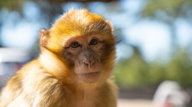 Destination Wild  Les merveilles de l'Afrique - Le Rwanda (1).jpg