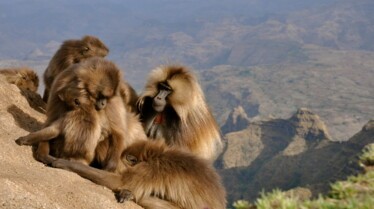 Destination Wild  Les merveilles de l'Afrique - Le Rwanda (2).jpg