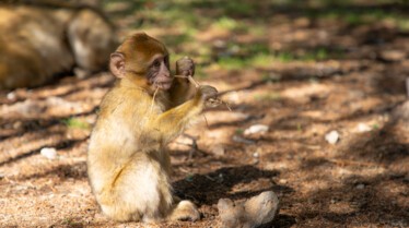 Destination Wild  Les merveilles de l'Afrique - Le Rwanda (3).jpg