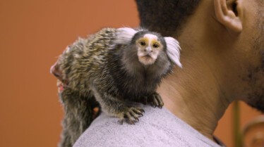 La clinique des animaux exotiques  Opération tortue (2).jpg