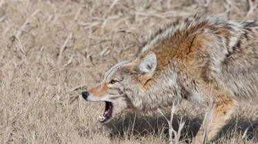 Animal Fight Club  Coyotes, crabes et aigles (1).jpg