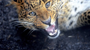 Animal Fight Club  Bagarres brutales (1).jpg