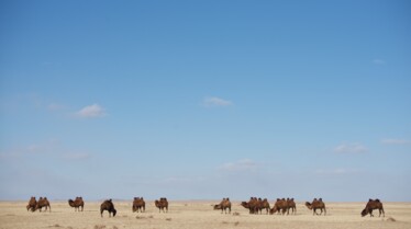 Destination Wild Mongolie  Les survivants du désert (1).jpg
