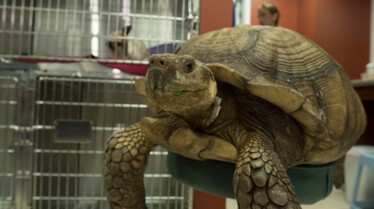 La clinique des animaux exotiques  Ventre sur patte (2).jpg