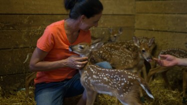 Le refuge du bonheur  Sauvez Bambi ! (2).jpg