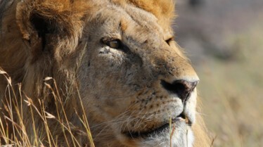 Ma vie avec les lions  Conspiration au royaume.jpg