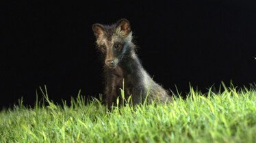 Destination Wild  Corée - La voix de la nature (2).jpg