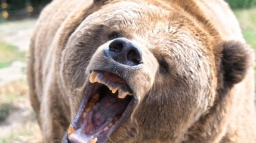 Les animaux déraillent  Famille ours à la piscine (1).jpg