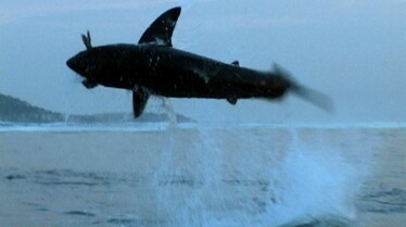 Danger de mort  Attaque de requin (1).JPG