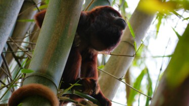 Les crocos des Caraïbes (1).jpg