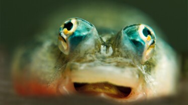 Les crocos des Caraïbes (9).jpg
