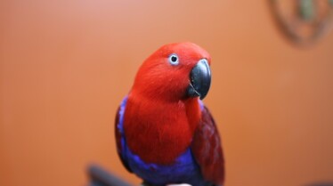 La clinique des animaux exotiques  Le défilé des excentriques (1).jpg