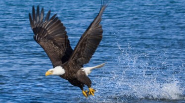Les animaux déraillent  Géants en colère (1).jpg