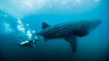 Zeb's Big Fish (1).jpg