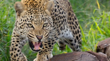 Animal Fight Club  Animaux meurtriers (1).jpeg
