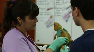 La clinique des animaux exotiques  Maux de ventre2.jpg
